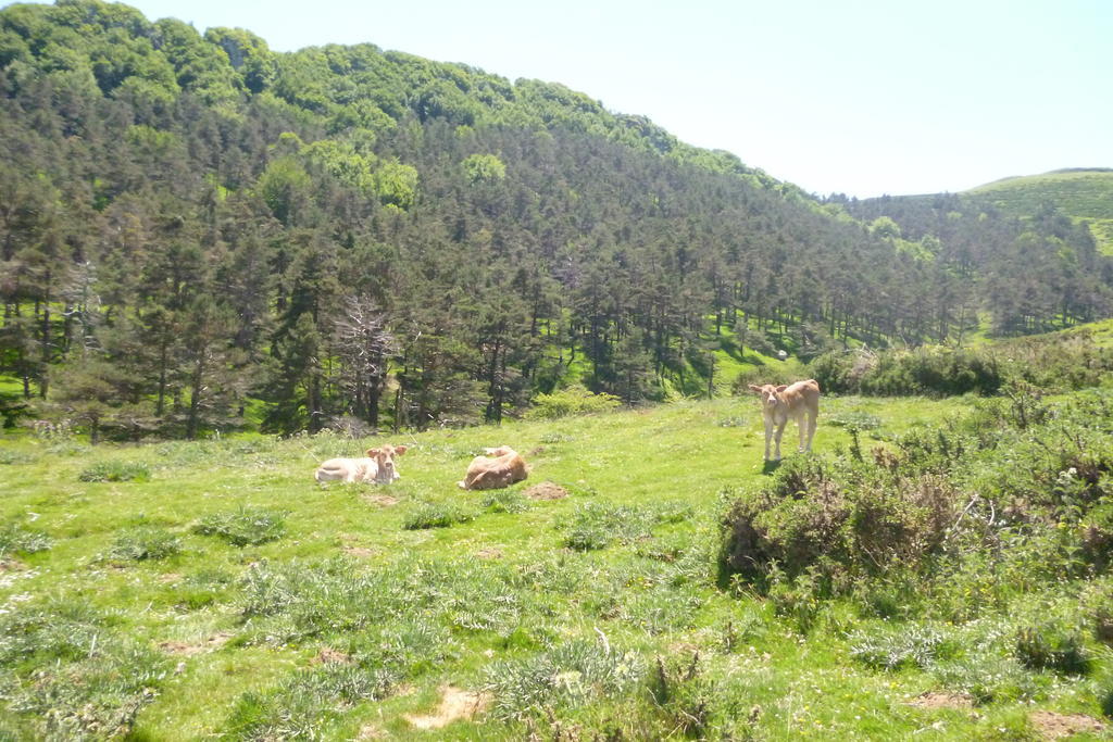 Hostal Betelu מראה חיצוני תמונה